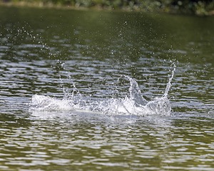 Streak Lavalli