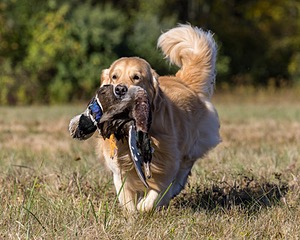 Richie McGee