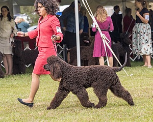 09 - GCH CH POOLE'S IDE DARK KNIGHT RN CGC TKN ATT (Oscar)