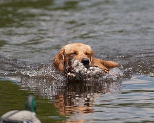 Sunfire Padraig of Golden Pond