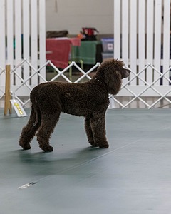 2701 - GCH POOLE'S IDE BONNIE BROOK CD RE CGC (Bonnie)