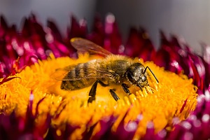 Bee, Massachusetts