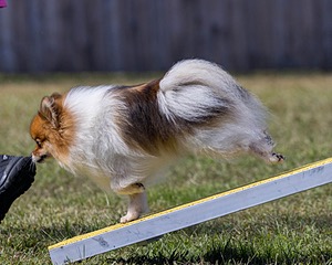 Vroom Truskowski