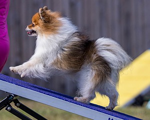 Vroom Truskowski