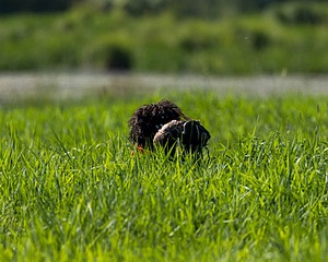Ghillie Kezer
