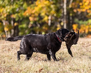 20201011-VetL-0123.jpg