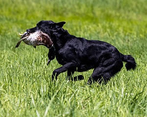 Duke Doyon