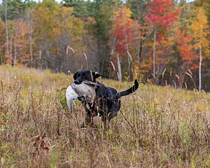 Iowa Pointing Labs Messinger's Kel (Kel)