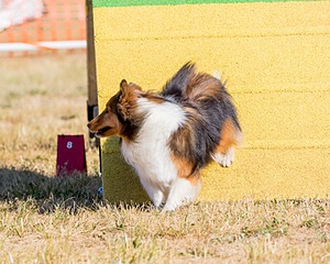 Pixel Witting