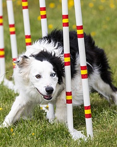 Korben Compagna