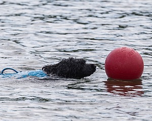 Boaty Bellicose