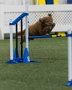 Champ Soccodato
