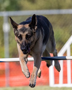 Guin Bartlett