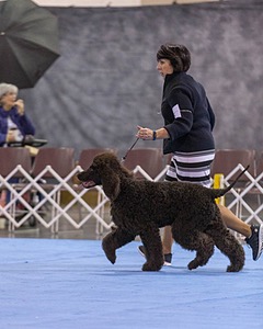 15 - GCH Am/Can CH Chantico's Shelter From the Storm Am/Can CD RN MX AJX OF DS (Reef)