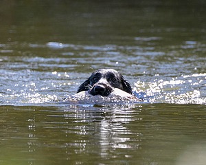 Hunter