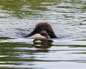 Ghillie