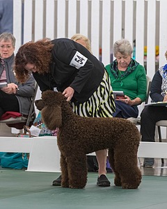 54 - GCH BREKKON BEGINS WITH BEAUFIELD