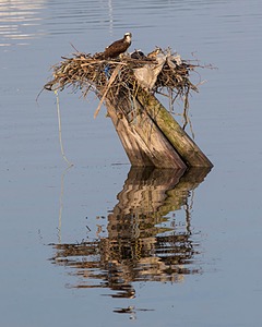 Osprey Nest, Portland, Maine