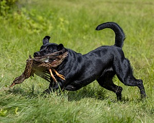 Hazel Blat