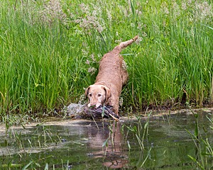 20170603-SHRW-1343.jpg