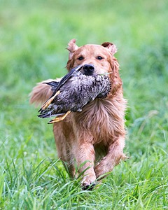 Hawk Worrest