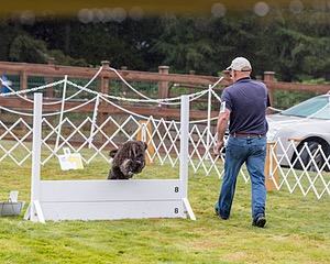 2501 - GCH CH BLACKTHORN'S KEEVA CROMPTON RM AX AXJ XF TKN (Keeva)