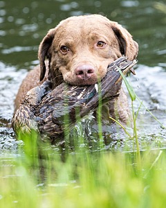 Hunter Law