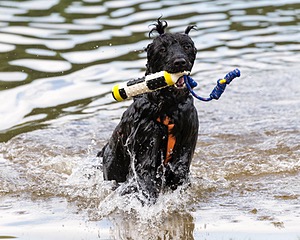 Jib