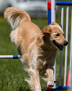 Ollie Erbe
