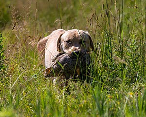 Merle