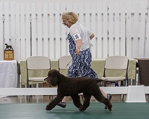 36 - GCH ARROYO'S BEGIN THE BEGUINE AX OAJ NF (Porter)