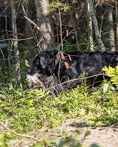 Canyon saari