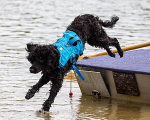 Boaty Belicose