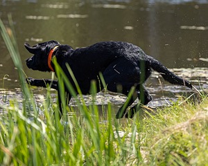 Buster Lobley