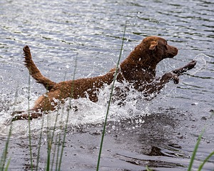 20170603-SHRW-1369.jpg