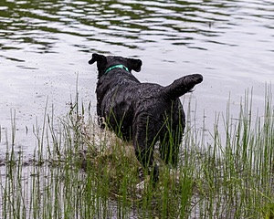 Ruffy Wolcott