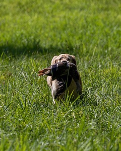 Sedge Houston