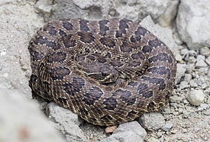 Prarie Rattlesnake, Badlands National Park, South Dakota