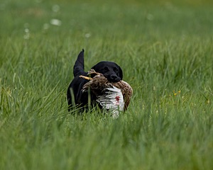 Piper Stremlau