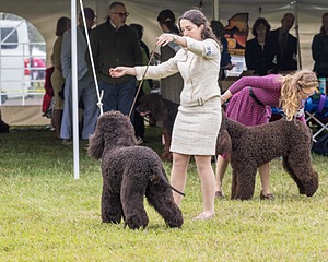 20 - GCHS CH POOLE'S IDE SAY NO MORE OHS CD RE JH DS (Simone)