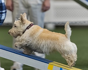 Monty Krapf