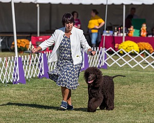 17 - GCH CHANTICO'S SHELTER FROM THE STORM RN XF MX CD RA AXJ (Reef)