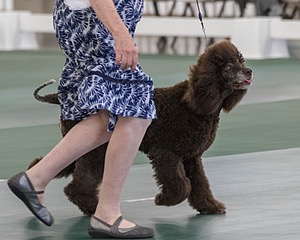 36 - GCH ARROYO'S BEGIN THE BEGUINE AX OAJ NF (Porter)