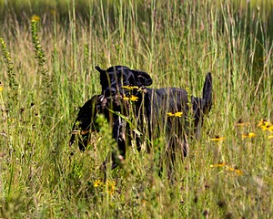 Bolt Sboro