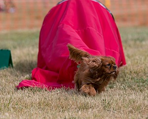 20150613-CCKC-0012.jpg