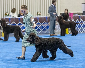 19 - GCH CH Axelhurn Now I'm Here (Marcus)