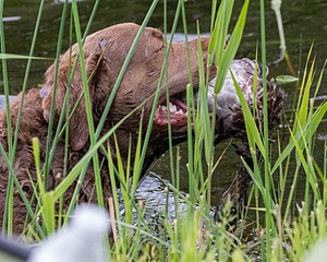 20170603-SHRW-1662.jpg