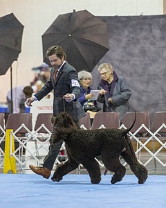 17 - GCH CH Quiet Storm My Boy's Wicked Smart  CGCA TKA (Bayes)
