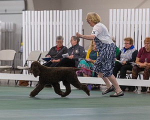 36 - GCH ARROYO'S BEGIN THE BEGUINE AX OAJ NF (Porter)
