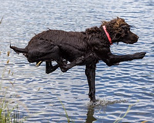 Tucker Will